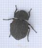 Asida sp.